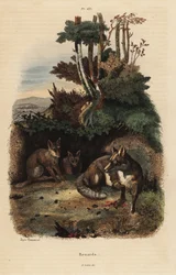 Rude lisy, Vulpes vulpes, poza legowiskiem