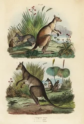 Kangur rudy , Macropus rufus 1 , kangur szary , Macropus giganteus 2 i wallaby ciemnej , Thylogale brunii 3