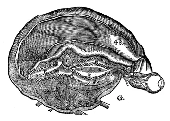 Diagram Rene Descartes przedstawiający ludzki mózg i oko, 1692 r