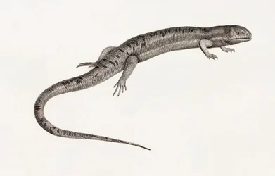 Gady: gigantyczne anole