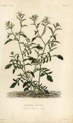 Rukola lub rukola, Caterpillar vesicaria, Caterpillar sativa, uprawa Roquette