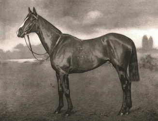 Ross, 1911.