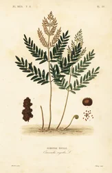 Paproć królewska, lukrecja Osmunda, Osmonde royal