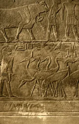 Saqqara - Grób malowideł ściennych Ti, c1918-c1939.