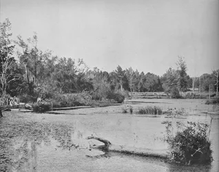 Scena w Missisipi, ok. 1897.