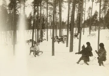 Szwecja. Szmata (nasiona) podczas łapania renifera. około 1900