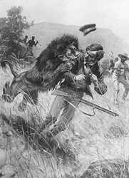 Szkocki misjonarz i odkrywca David Livingstone atakowany przez lwa, Afryka, XIX wiek