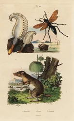 Długopis morski, Pennatula phosphorea 1, osa pająka, Pepsis limbata 2 i bandicoot długonosy, Perameles nasuta 3
