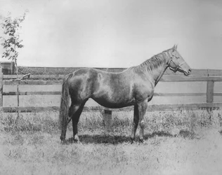 Panna, 1911