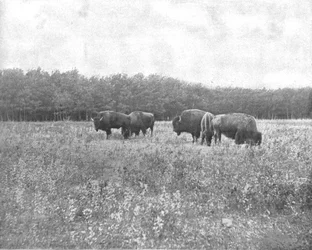 Silver Heights, Winnipeg, Kanada, ok. 1900.