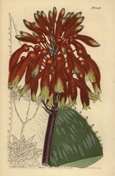 Aloes mydlany lub aloes zebry, Aloe maculata (Największy aloes zwyczajny, Aloe saponaria latifolia)