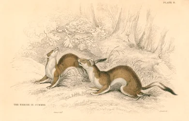 Gronostaj Mustela erminea, członek rodziny łasic, 1828