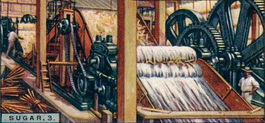 Cukier, 3. Miażdżenie laski, Jawa, 1928
