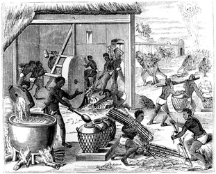 Produkcja cukru, 1873