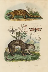 Łuskowiec Sunda, Manis javanica, krytycznie zagrożony 1, lampart, Panthera pardus 4, mucha końska, Tabanus rostratus 3, mucha skorpiona, Panorpa communis 3