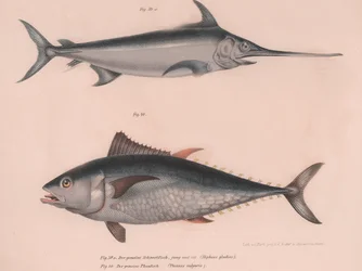 Miecz miecznika Xiphias, Thinnus bulgaris, ok. 1850 r.
