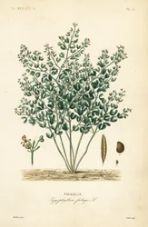 Kapar syryjski, Zygophyllum fabago, Fabagelle