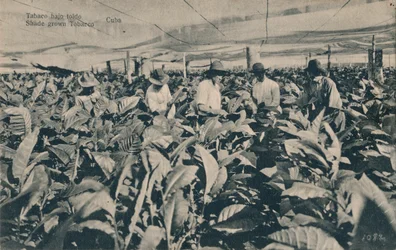Tytoń pod zadaszeniem. Tytoń uprawiany w cieniu - Kuba, ok. 1900