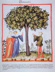"Tacunum Sanitatis" Codex Vindobonensis Nova Series 2644, fol. 9, Zbieranie moreli, miniatura (1370-1400) (malowanie na papierze)
