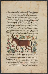 Strona tekstowa, perska proza recto, Khar Ass Verso, 1400s.