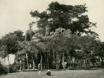Drzewo Banyan, Barrackpore, 1870, 1925.