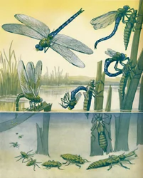 Piękna historia życia ważek, 1935