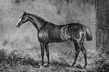 Pułkownik, 1825-1847, 1911