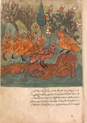 Kruczy szpieg rozmawia z królem sów i jego ministrami, Folio z Kalili..., XVIII wiek.