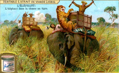 Słoń na polowaniu na tygrysa, ok. 1900