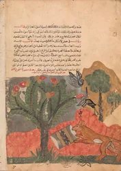 Lis i bębenek, Folio z Kalila wa Dimna, XVIII w.