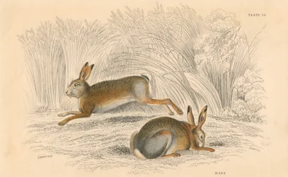 Zając Lepus europaeus, 1828 r.