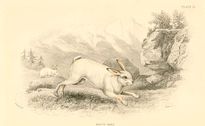 Zając Lepus europaeus, 1828 r.