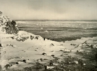 Ostatni z pingwinów tuż przed ich migracją w marcu, ok. 1908, 1909.
