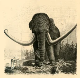 Mamut Petersburga, 1883 r.
