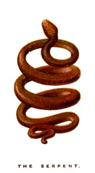 Wąż, 1923
