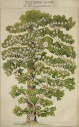 Drzewo genealogiczne Michaiła Lermontowa, lata 30. XX wieku