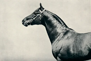 Głowa rasowego konia wyścigowego, Rad, ok. 1910 r.