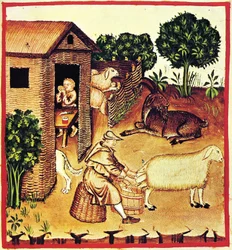 Produkcja sera. Miniatura z Tacuinum Sanitatis, II poł.