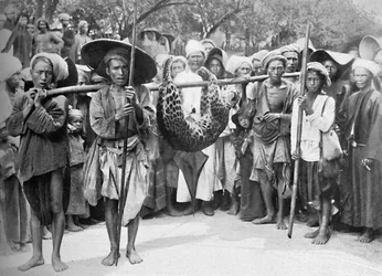Łupy dżungli, 1902