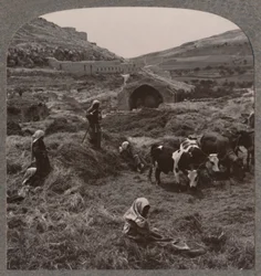 Młócenie zboża w pobliżu studni Jacobs, ok. 1900 r.