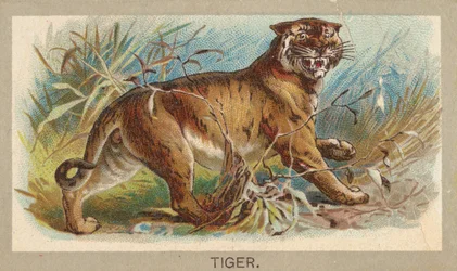 Tygrys, z serii Animals of the World T180, wydany przez Abdul Cigarettes, 1881.