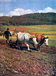 Uprawa, Niemcy, 1943