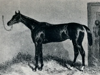 Tim Whiffler, ok. 1860, 1911
