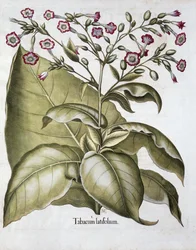 Fabryka tytoniu, 1613