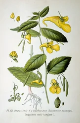 Balsam Niedotykowy, 1893