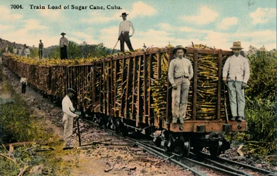 Pociąg ładunek trzciny cukrowej opuszcza pole, Kuba, 1915