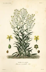 Turecka kapusta brodawkowata lub turecka rukola, Bunias orientalis, Bujias de Levant