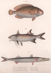 Bimaculatus dwupunktowy, afrykański czerwonopłetwy, pospolita barakuda, ok. 1850 r.