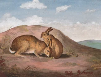 Dwa zające: na zboczu wzgórza, ca. 1805.