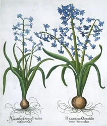 Dwa niebieskie hiacynty, 1613